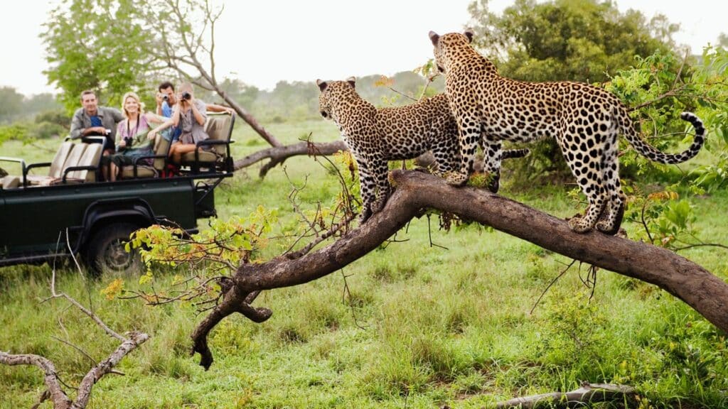 leopard safari south africa8238791395641587010jpg